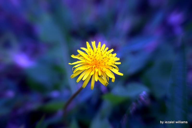 Wild flower in blue tone1 by iezalel williams IMG 0756