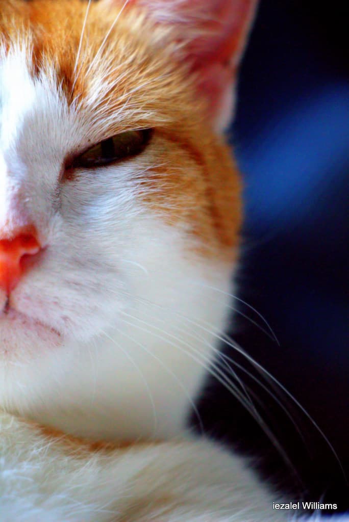 CAT Selfie by iezalel williams IMG 4904