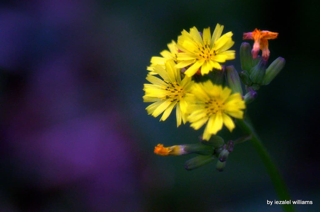 Have a Divine Day and Night with Love and Light IMG 0853