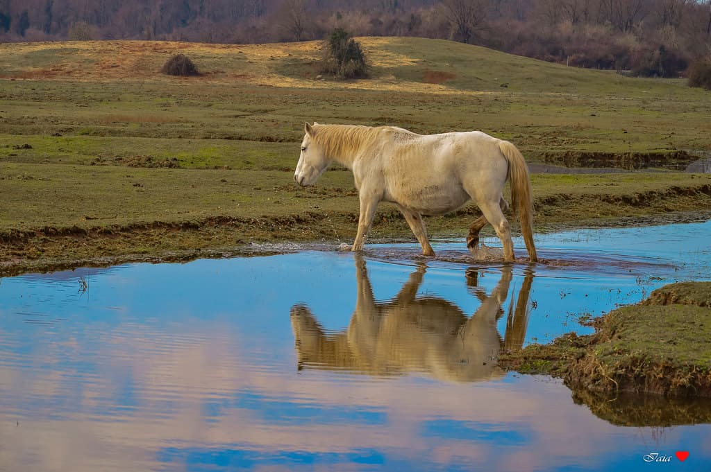 Horse