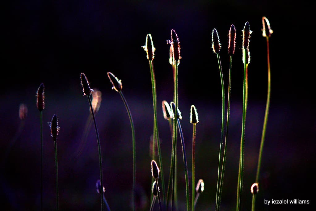 Saturated in a colorful shadow by iezalel williams IMG 9515-002