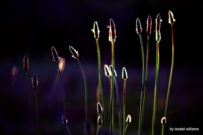 Saturated in a colorful shadow by iezalel williams IMG 9515-002