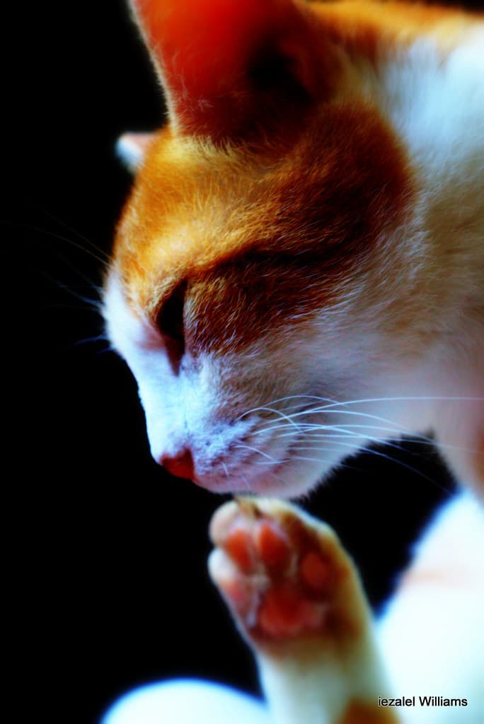 Cat - Head and Paw by iezalel williams IMG 4753