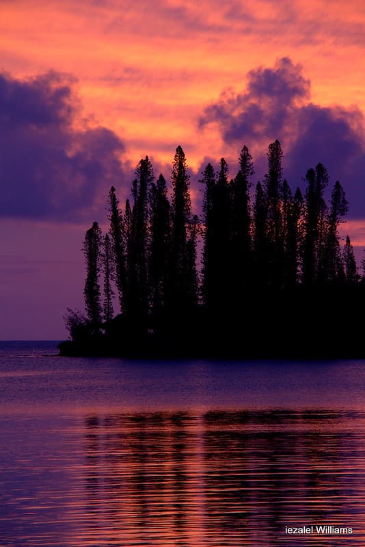 Pine trees and reflection at sunset IMG 0141