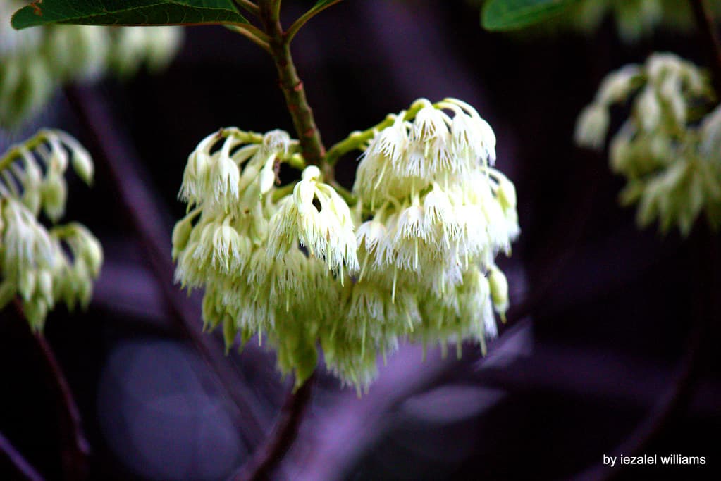 Beautiful, bokeh, canoneosd