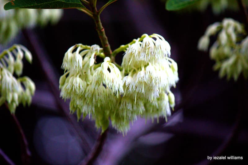 Beautiful, bokeh, canoneosd