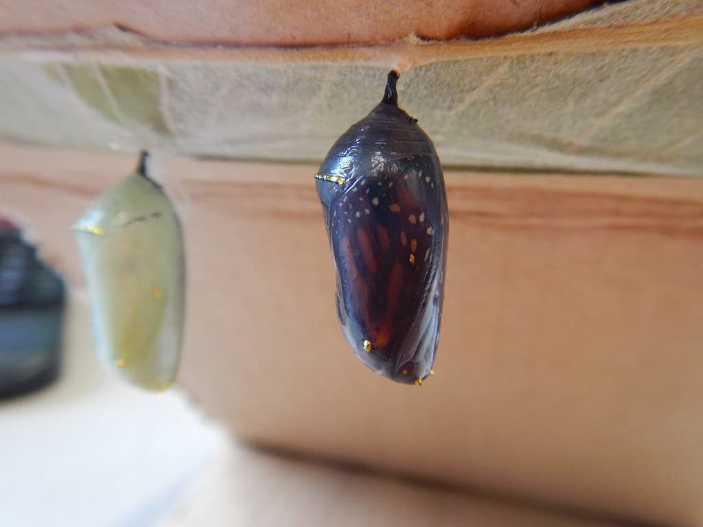 Monarch chrysalis ready to hatch on the hatchery desk