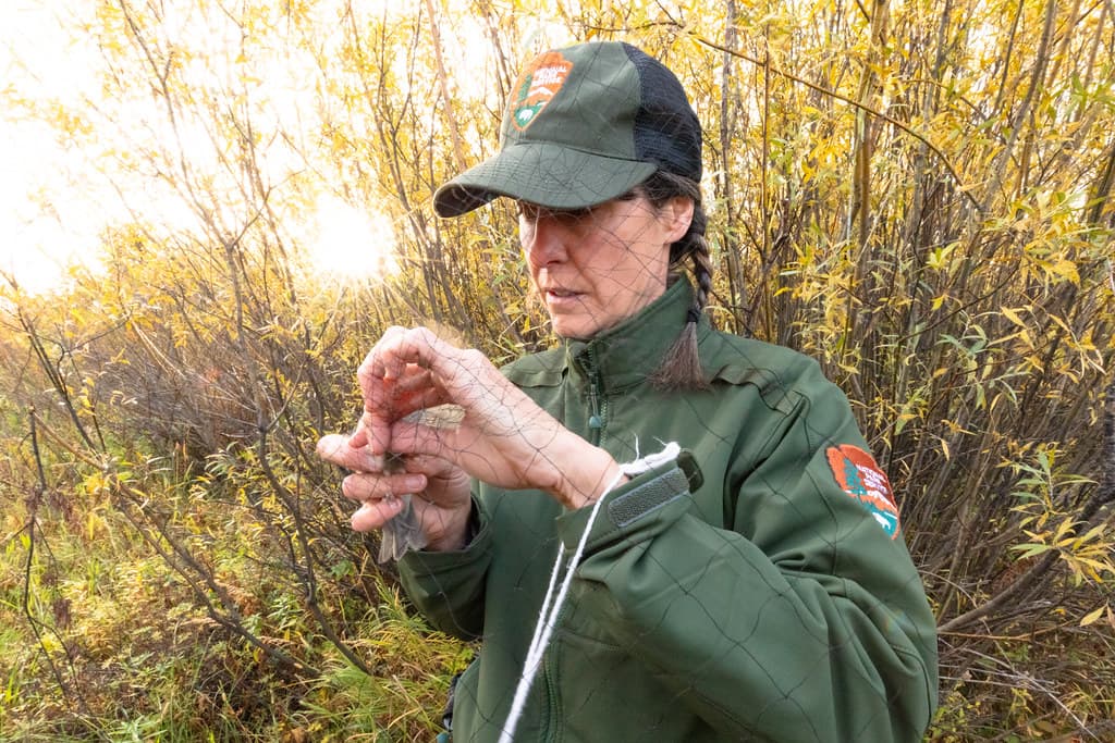 Birdbanding, birds, employees