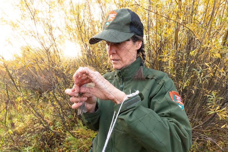 Birdbanding, birds, employees