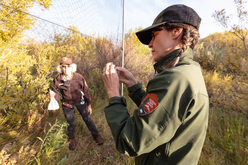 Birdbanding, birds, employees