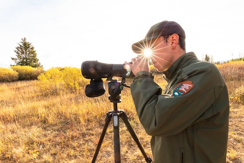Birdbanding, birds, employees