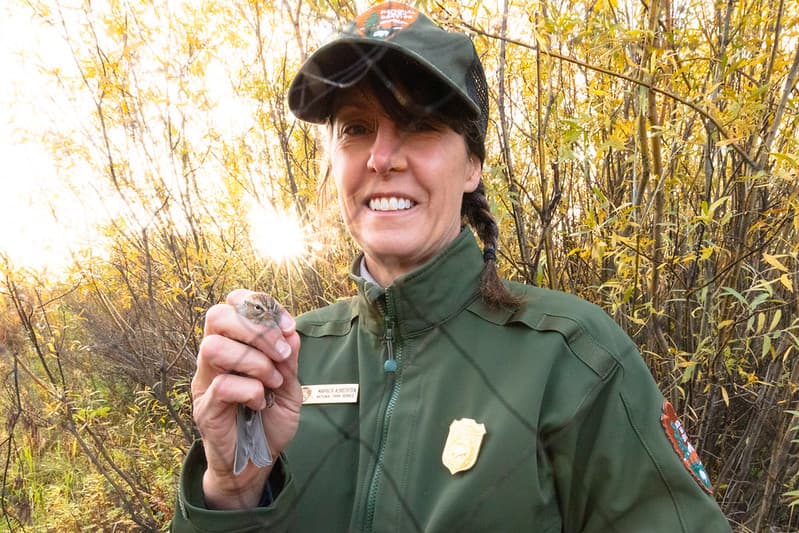Birdbanding, birds, employees
