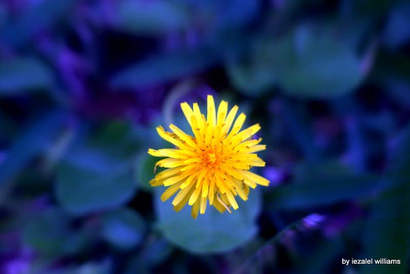 Wild flower in blue tone2 by iezalel williams IMG 0757