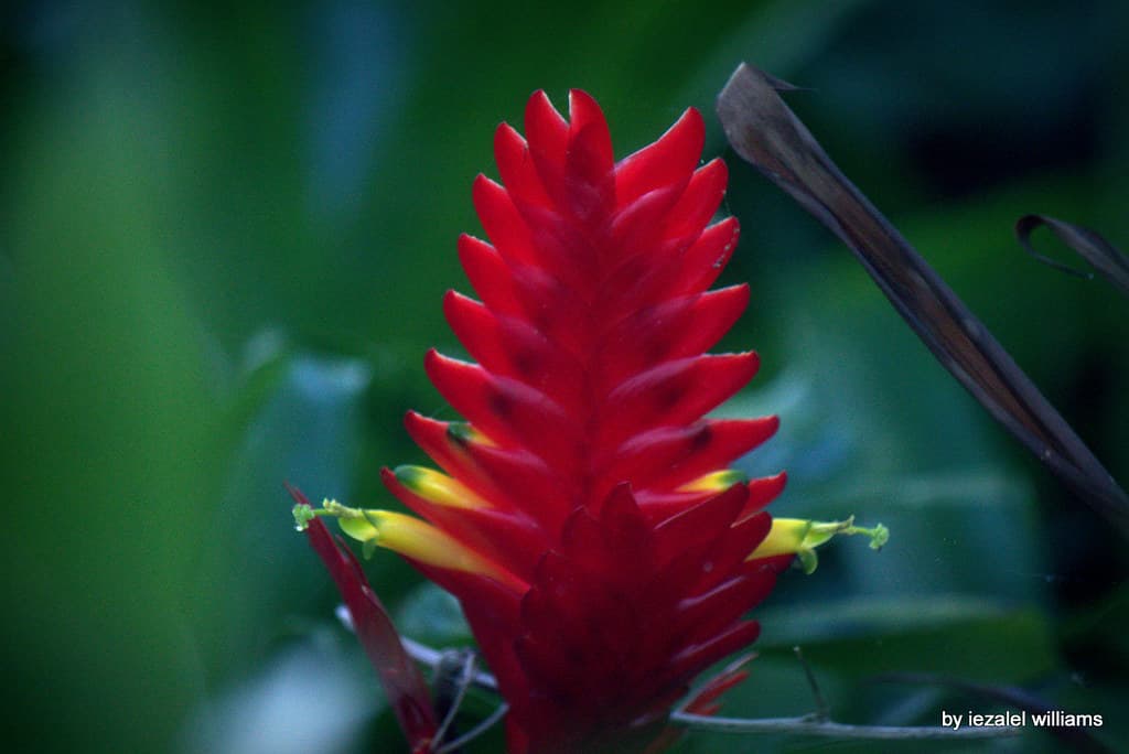 Tropical plant - A Red Vriesea flower IMG 3358-001