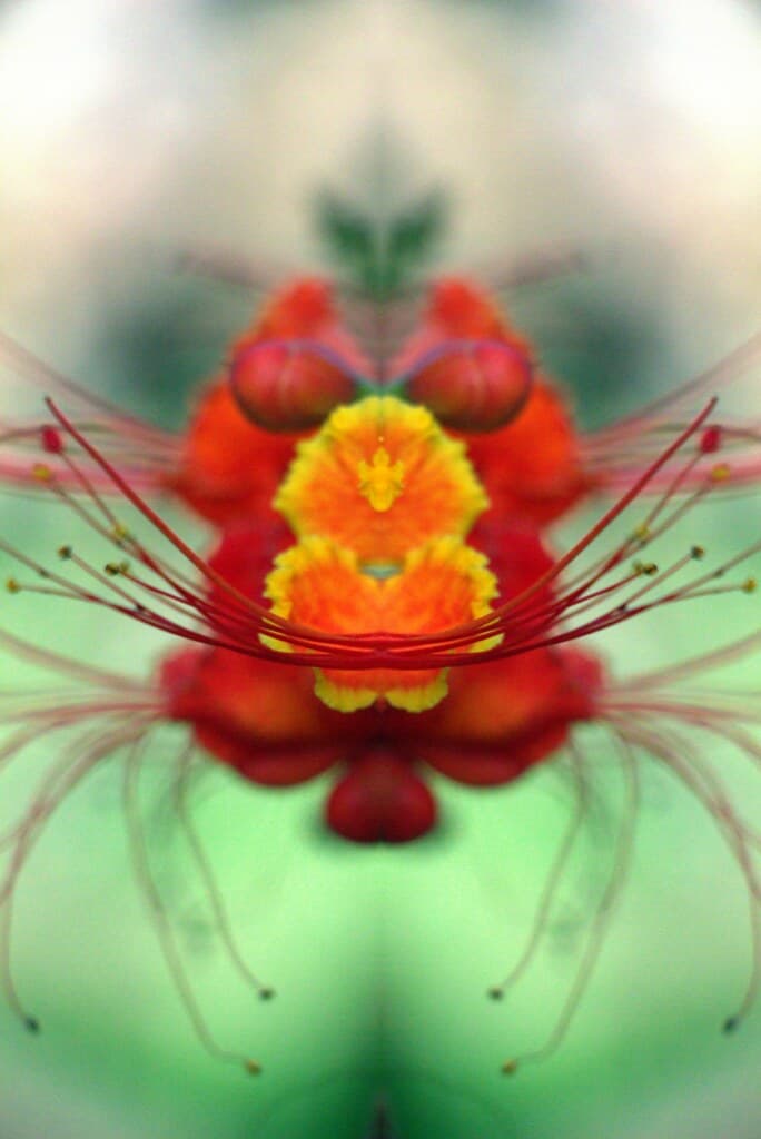 Abstract, beautiful, beauty