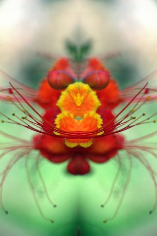 Abstract, beautiful, beauty