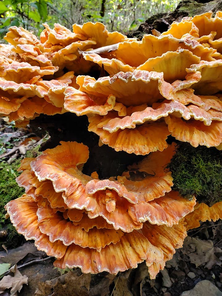 Mushroom, sulphurshelf
