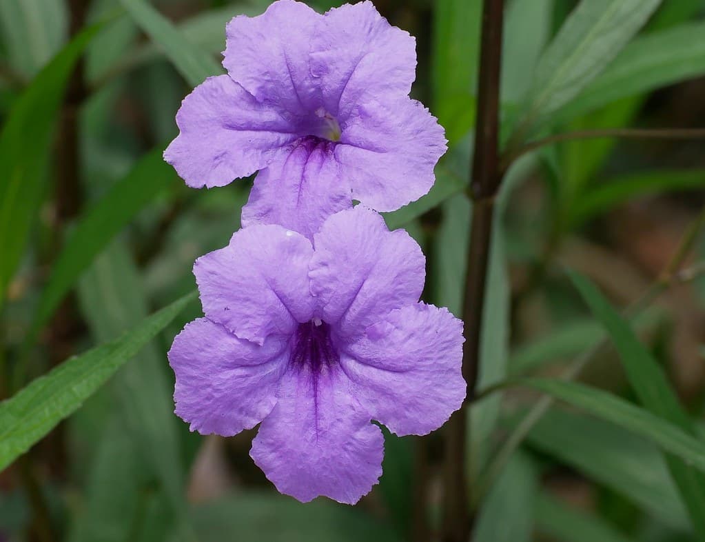Purple trumpet flowers
