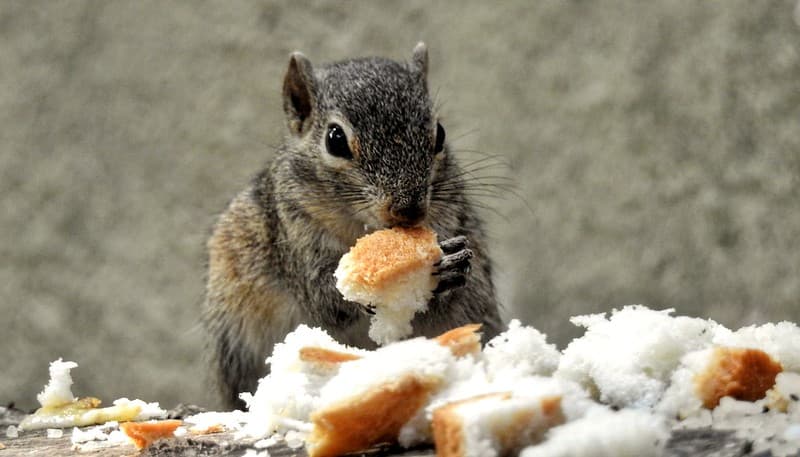 Soft Bread
