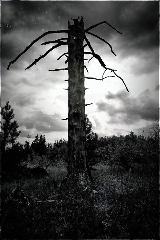 Go Climb A Tree