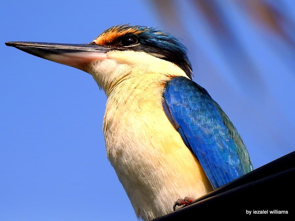 Portrait of a Sacred Kingfisher by iezalel williams DSCN1474-002