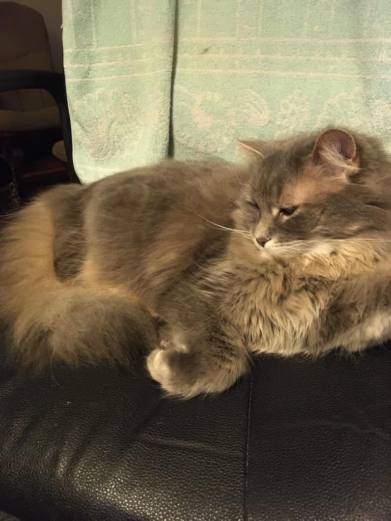 Smokey takes over my computer chair