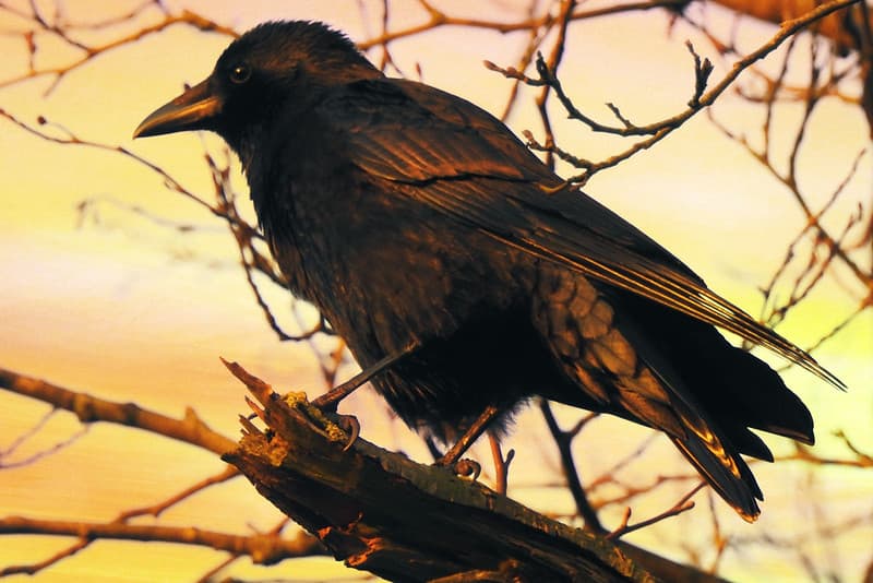 A crow in the evening light