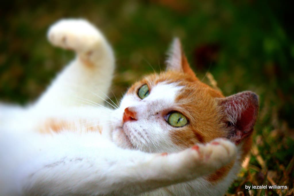 Animal, beautiful, brown