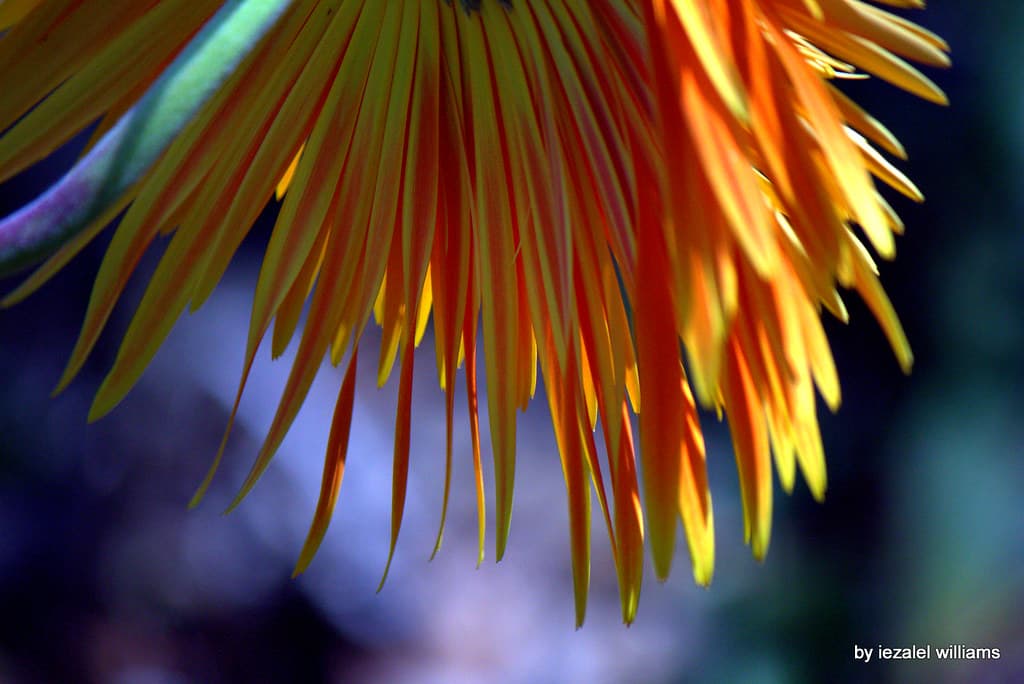 Flower- Gerbera petals IMG 1023