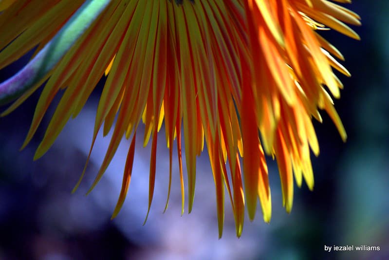 Flower- Gerbera petals IMG 1023