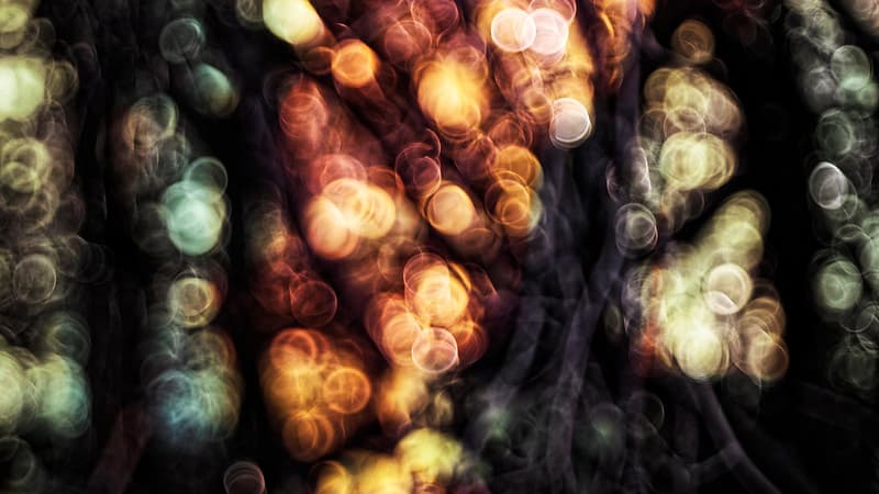 A forest