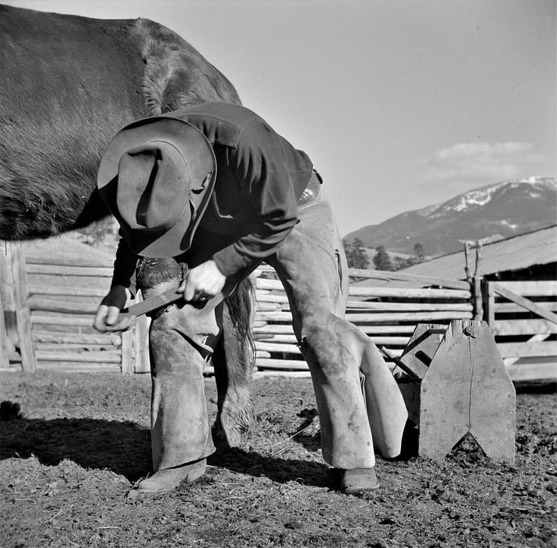 Farrier, fsaowi, horses