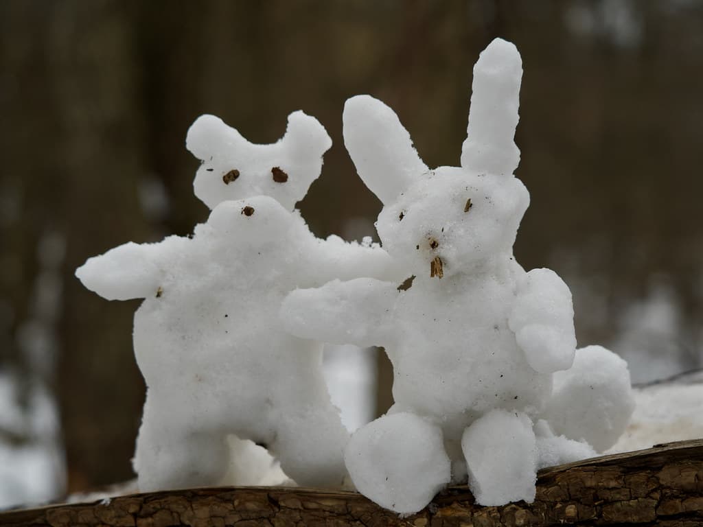 Snow wolf and snow hare