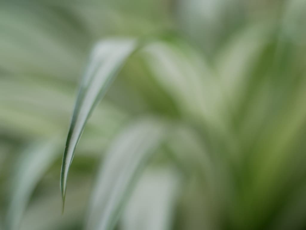 Plant abstract