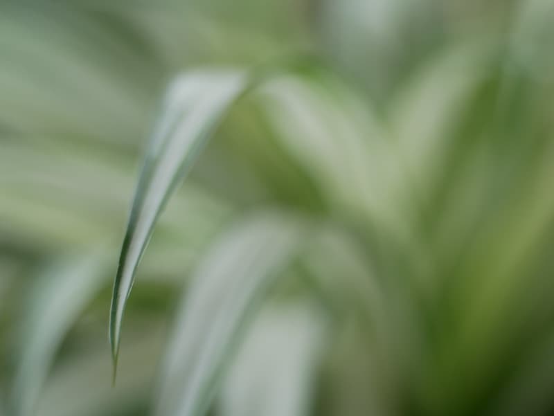 Plant abstract