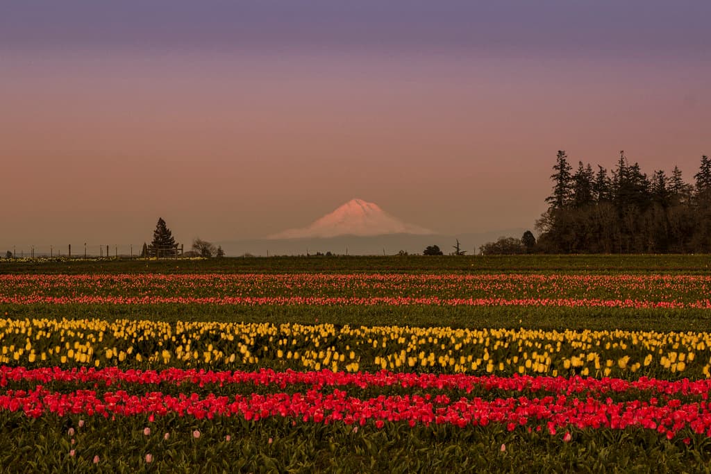 Mt Hood and tulip field, Oregon