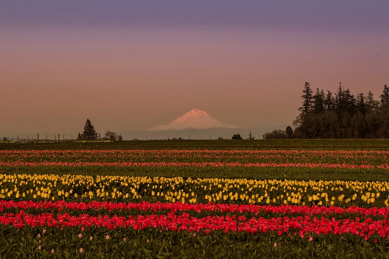 Mt Hood and tulip field, Oregon