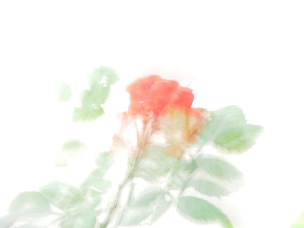Plant abstract
