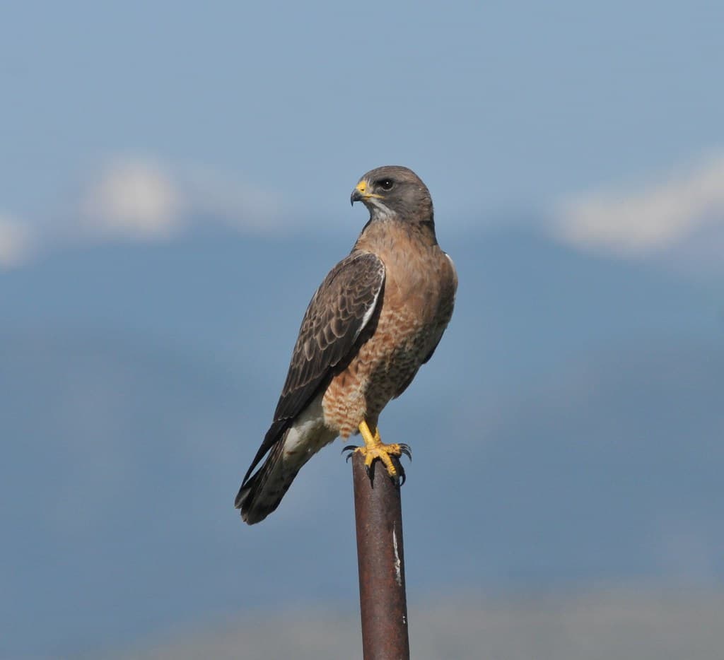 Swainson's Hawk, Weld Co. CODSC 8290