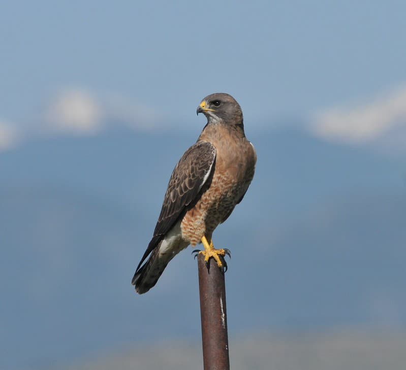 Swainson's Hawk, Weld Co. CODSC 8290