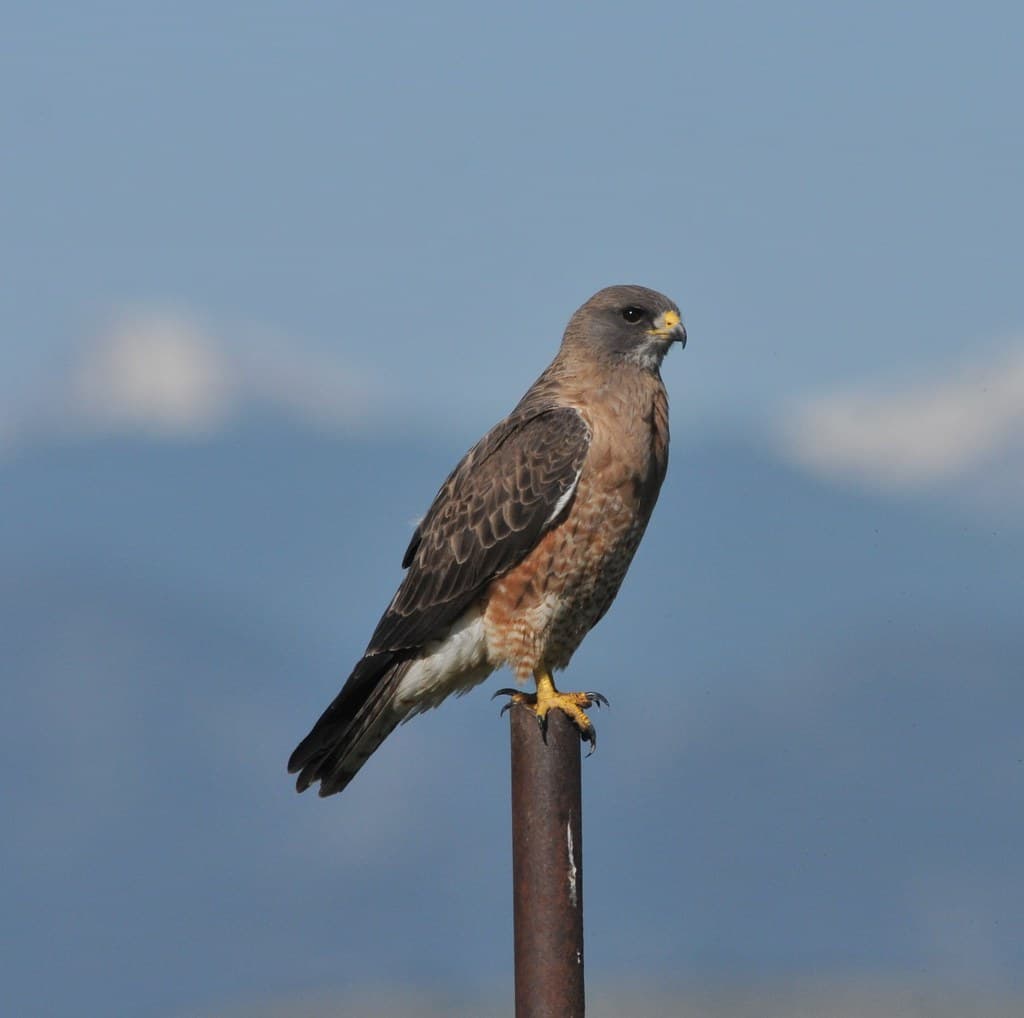 Swainson's Hawk, Weld Co. CODSC 8264