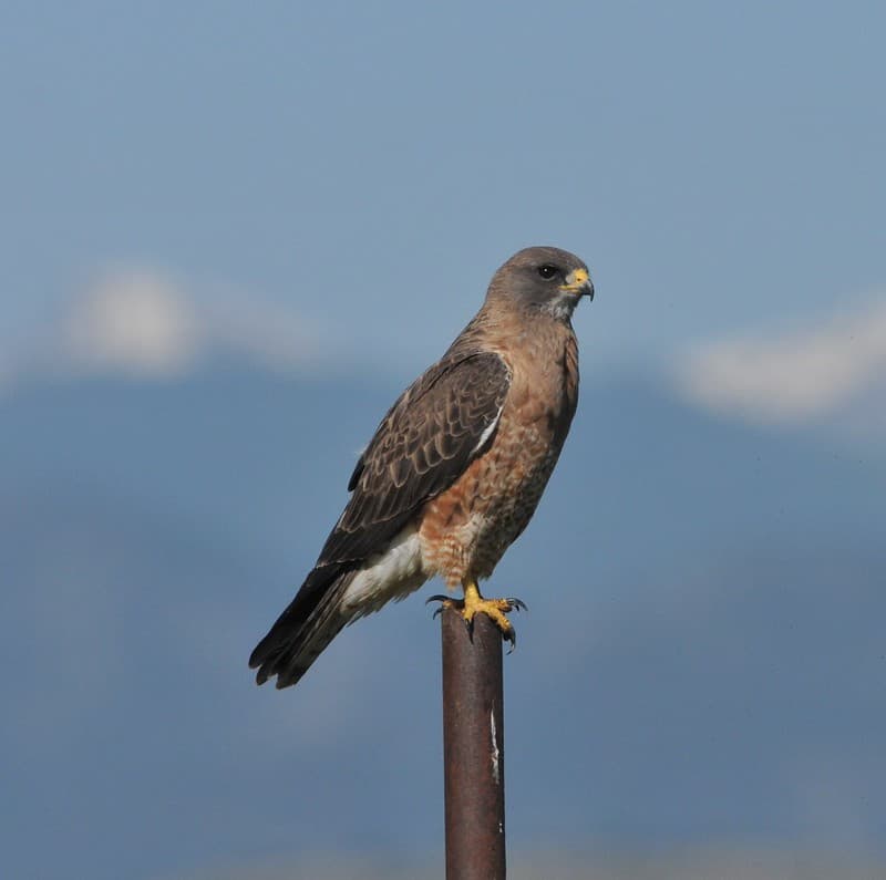 Swainson's Hawk, Weld Co. CODSC 8264
