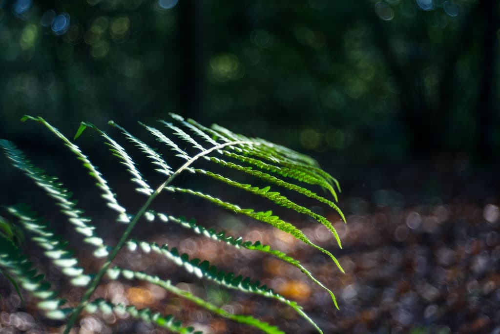 Fern.