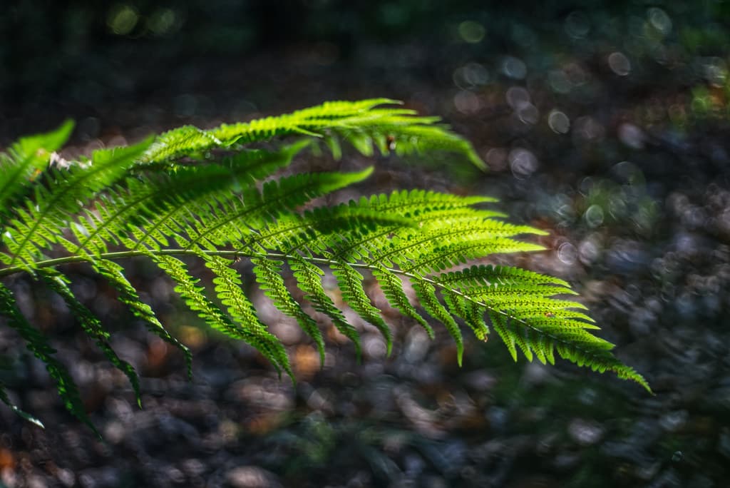 Fern.