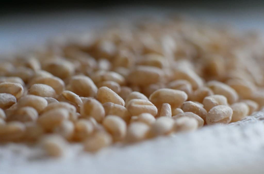 Hard white wheat