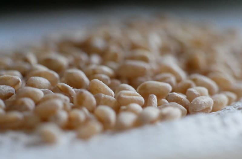 Hard white wheat