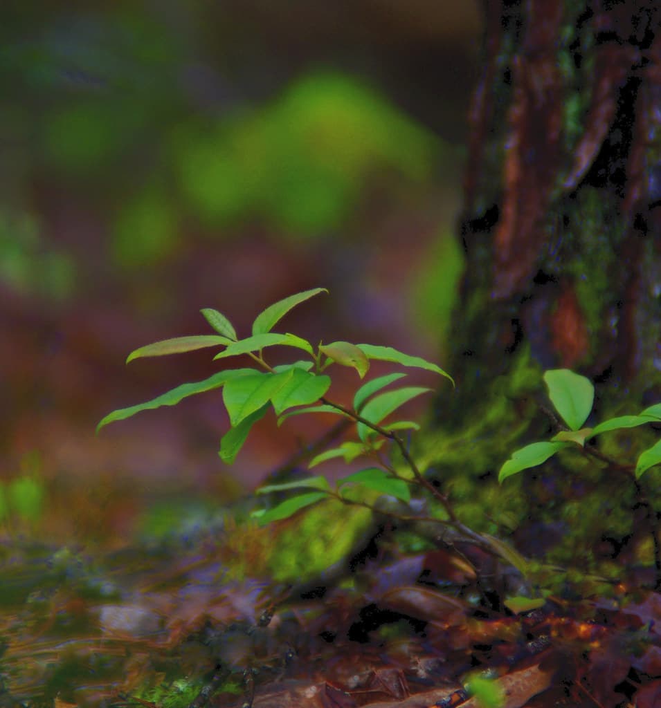 Forest Rain Color (Explored 4/23)