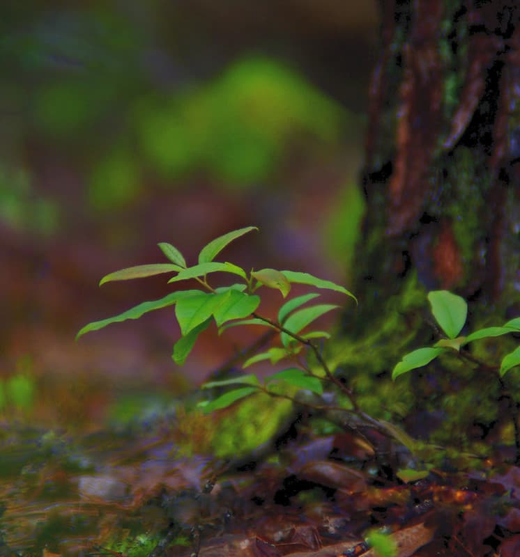 Forest Rain Color (Explored 4/23)