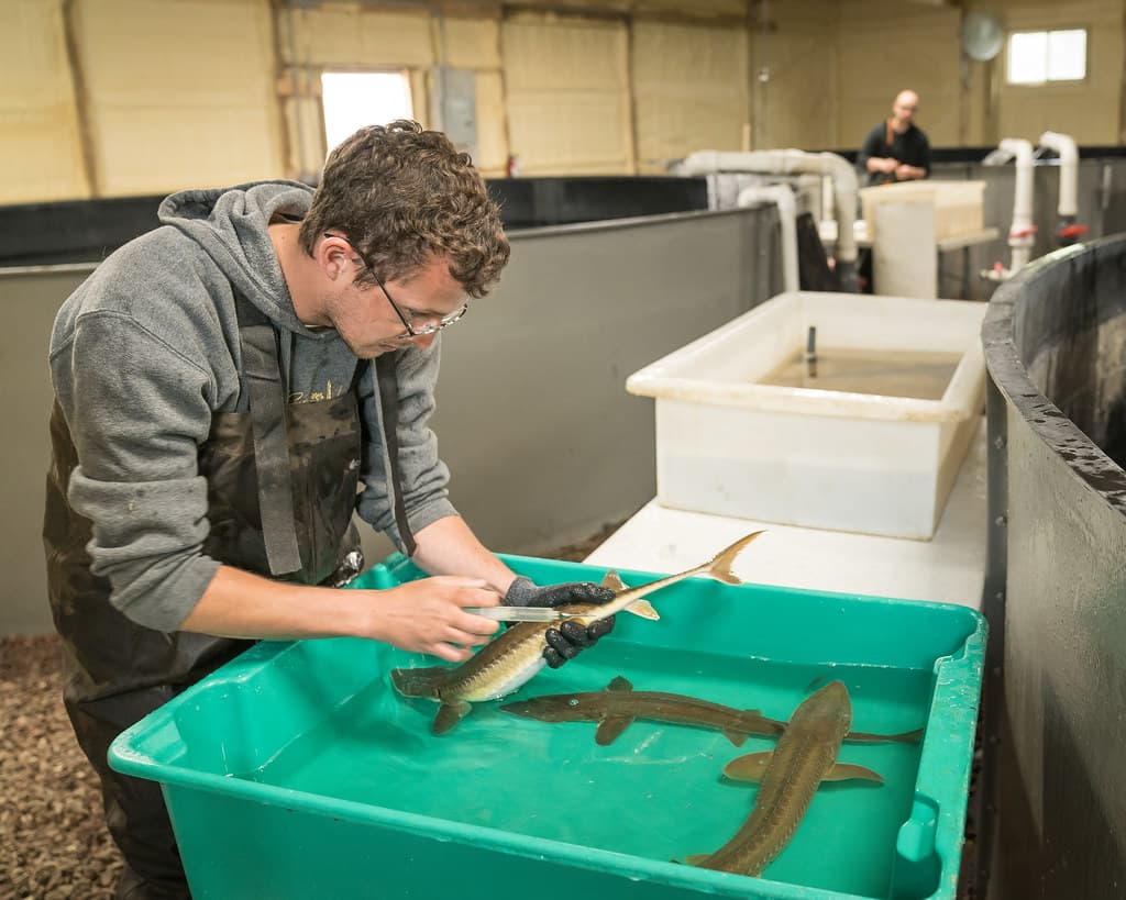 Tagging shovelnose sturgeon