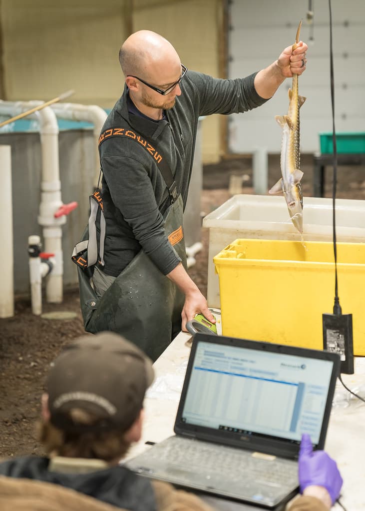 Tagging shovelnose sturgeon